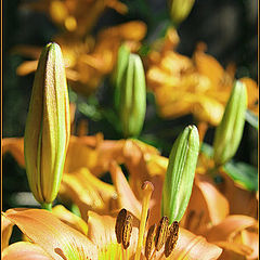 photo "Yellow flowers"