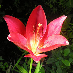 фото "Красная лилия"