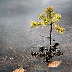 photo "reflections"