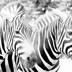 photo "zebras"