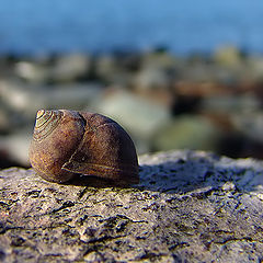 фото "Sea life..."