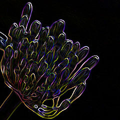 фото "Black Light"