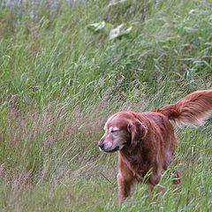 photo "dog in the wind"