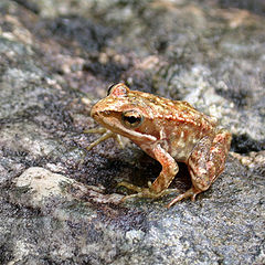 фото "The little Frog of River"