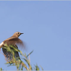 photo "Wheatear"