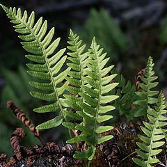 фото "polypodium"