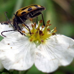 photo "Simple beetle"