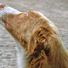 фотоальбом "Animal Portrait"