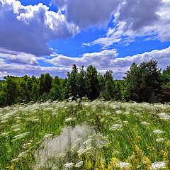 фото "На опушке леса."