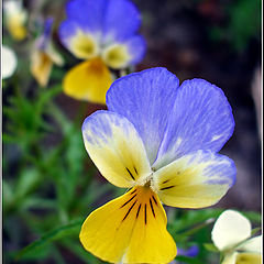 фото "Flower of Ukraine"