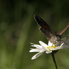 фото "'On the flower'"