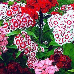 фото "" Sweet William ""