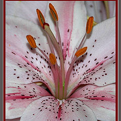 photo "Lily"