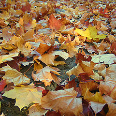 photo "Autumn leaves"