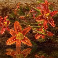 photo "Bathing lilies"