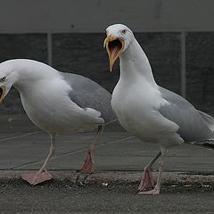 photo "2 seagulls"