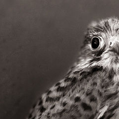 photo "Falco"