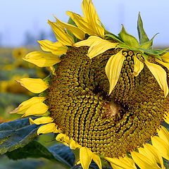 photo "Sunflower"