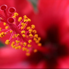 photo "red and yellow"