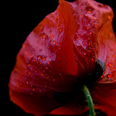 photo "Red drops on red moon"