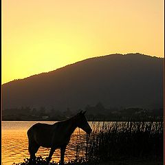 фото "The horse and the lake"