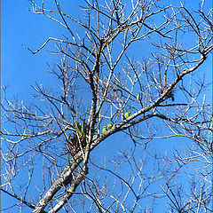 фото "Dry branches"