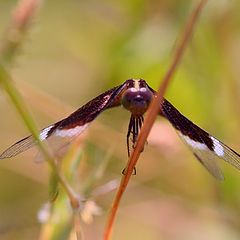 photo "Flying Dragonfly"