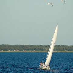 photo "Sailing boat and sea-gulls"
