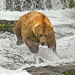 photo "Running for the fish"