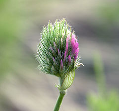 photo "Green Summer"