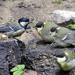 photo "Family of titmouse"