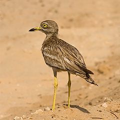 photo "Stone-curlew"