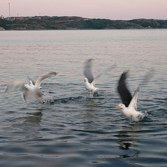 photo "seagulls in the evening"