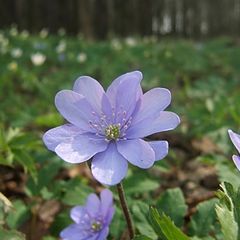 фото "blue flower"