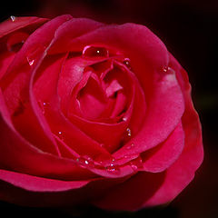 photo "rose"