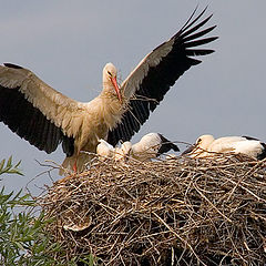 photo "Under a parental wing."