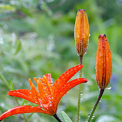 фото "Tiger Lilly"