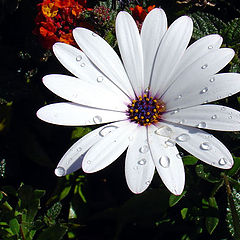 photo "Flower after a rain"