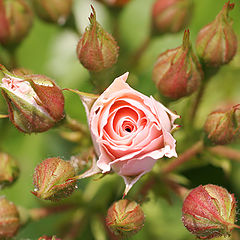 photo "La rosa y las rosas..."