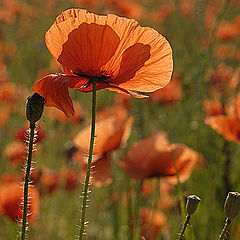 photo "Poppies blossoms"