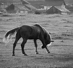 photo "unicorn"