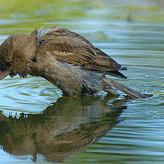 photo "Sparrow"