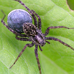 photo "Spider"