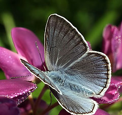 photo "Butterfly and flower"