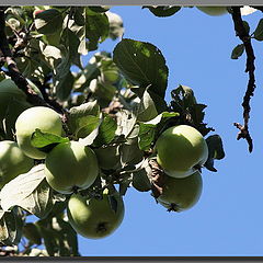 photo "Apple-tree"