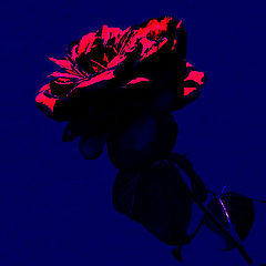 фото "Nocturnal Rose"