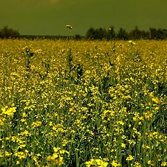 photo "Yellow day"