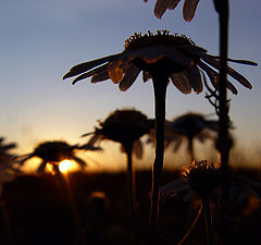 photo "Good night, daisywheels..."