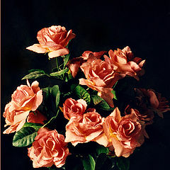 фото "Roses for a lady...Happy Birthday, Berenice!"
