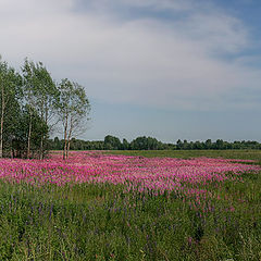 photo "Pink fields..."